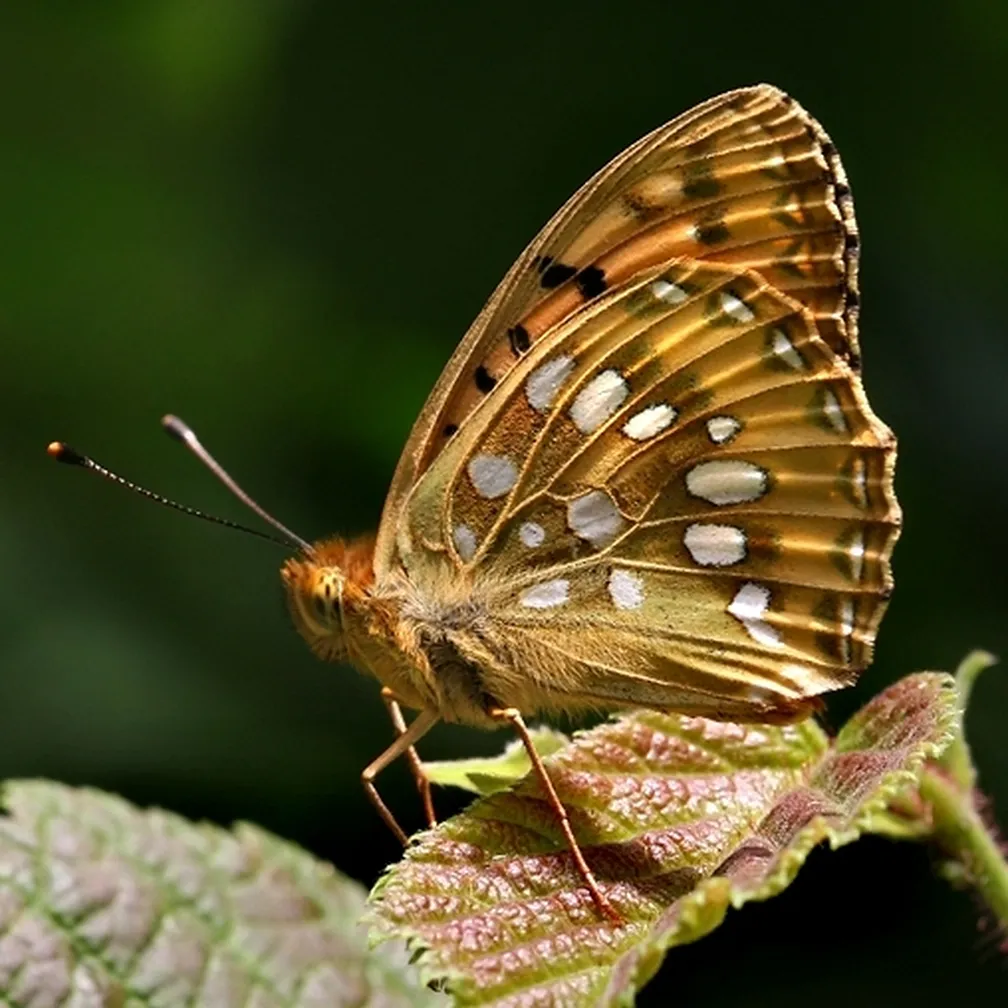 Bleščeči bisernik (Argynnis aglaja) na listu.