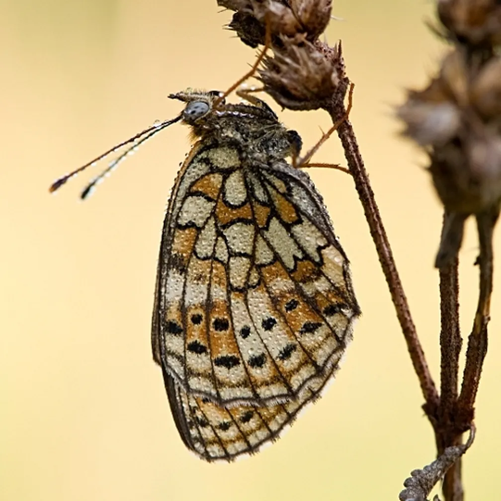Dvopiki livadar (Brenthis hecate) sedi na vejici.