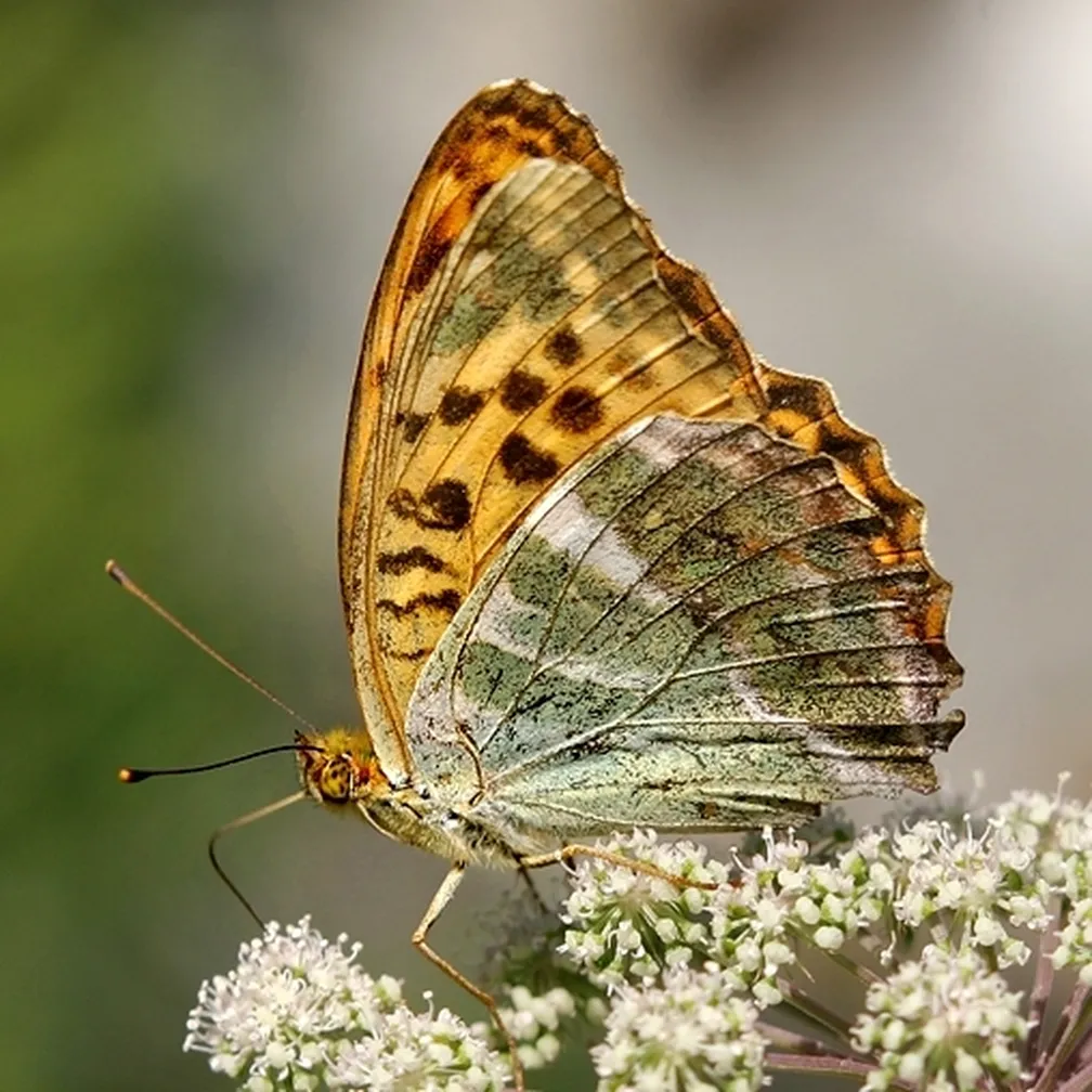 Gospica (Argynnis paphia) na belih cvetovih.