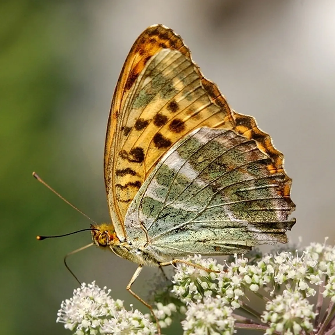 Gospica (Argynnis paphia) na belih cvetovih.