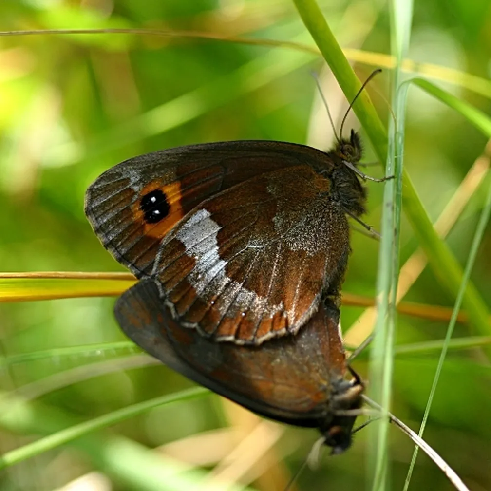 Gozdni rjavček (Erebia aethiops) sedi na bilki.