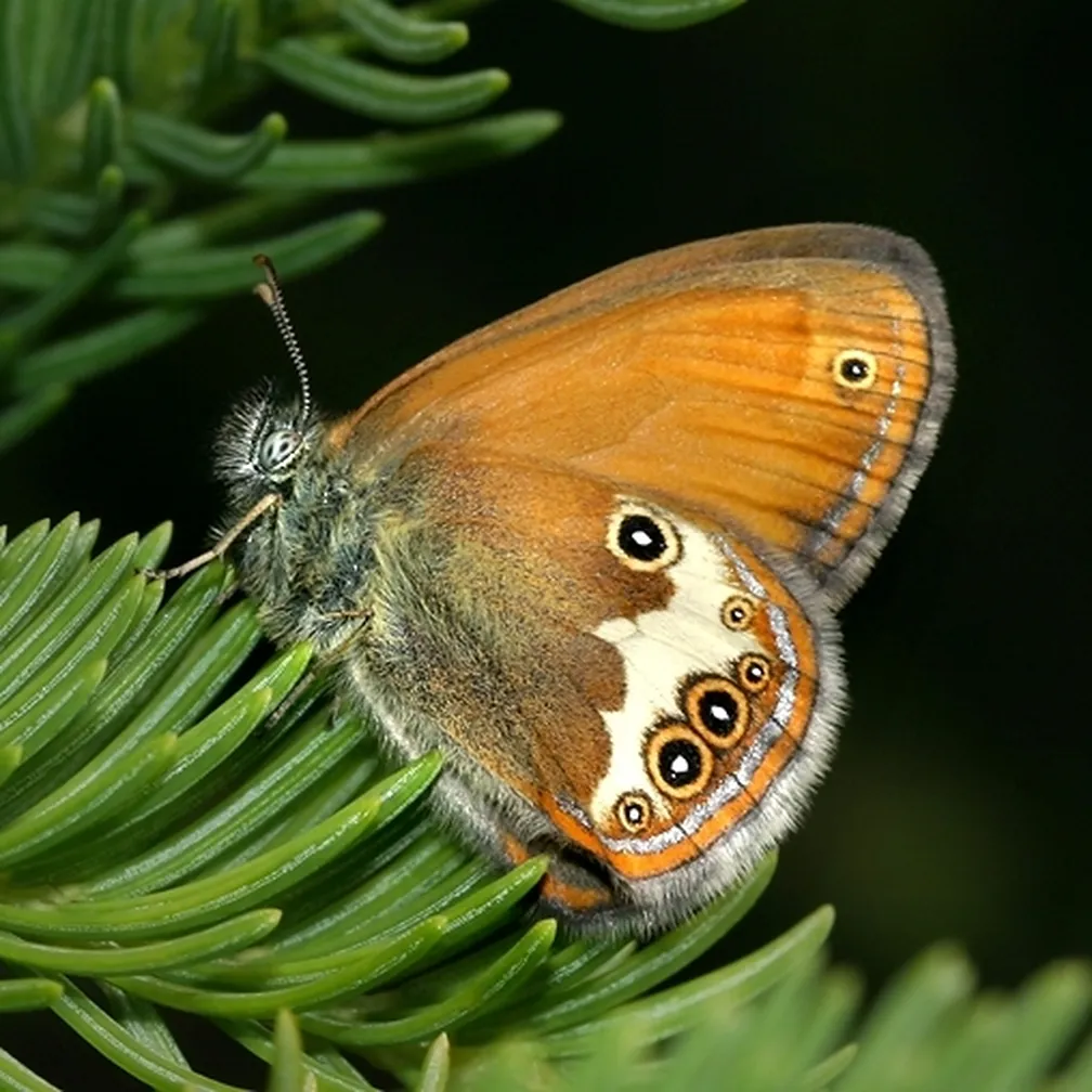 Grmiščni okarček (Coenonympha arcania) sedi na smrekovi vejici.