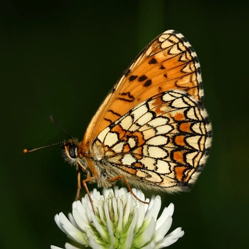 Jetičnikov pisanček (Melitaea aurelia) sedi na cvetljici.