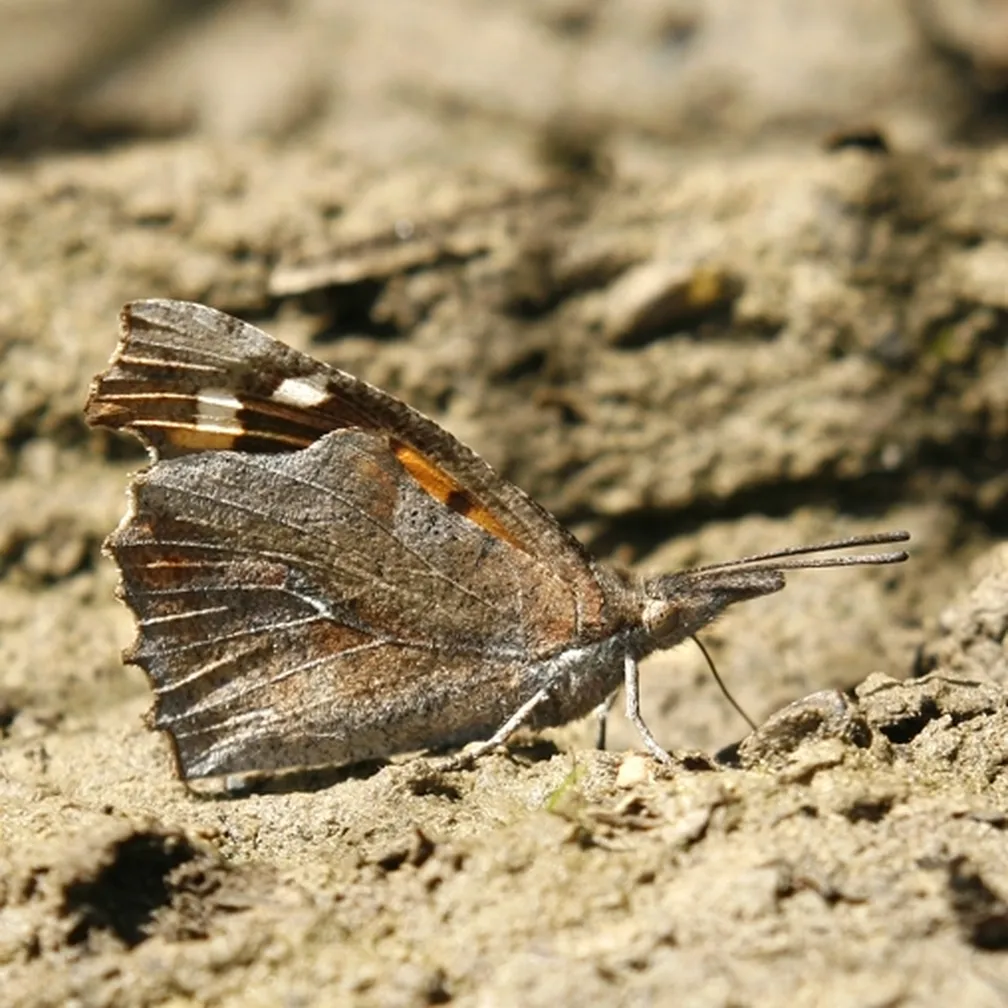 Koprivovčev nosar (Libythea celtis) na suhi zemlji.