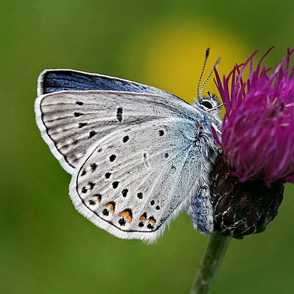 Ljubki modrin (Polyommatus amandus) sedi na cvetlici.
