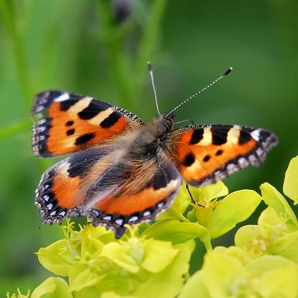 Mali koprivar (Aglais urticae) sedi na cvetlici sredi travnika.