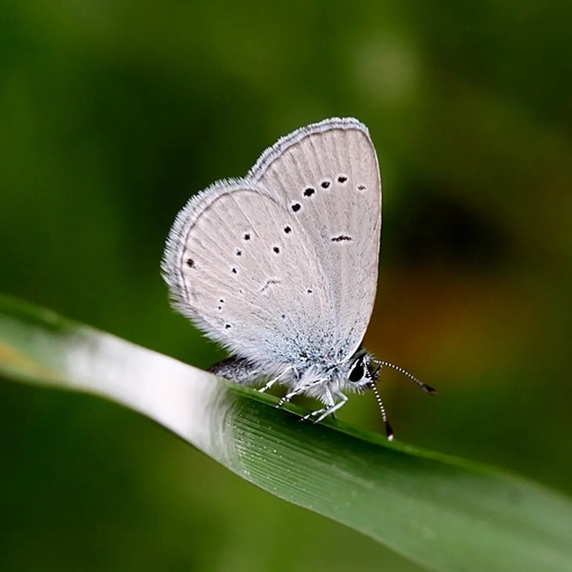 Mali kupido (Cupido minimus) na delno osončenem listu.