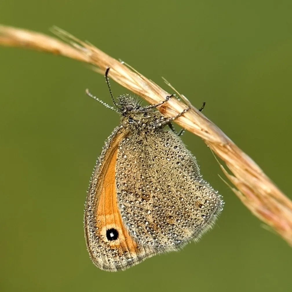 Mali okarček (Coenonympha pamphilus) sedi na travni bilki.
