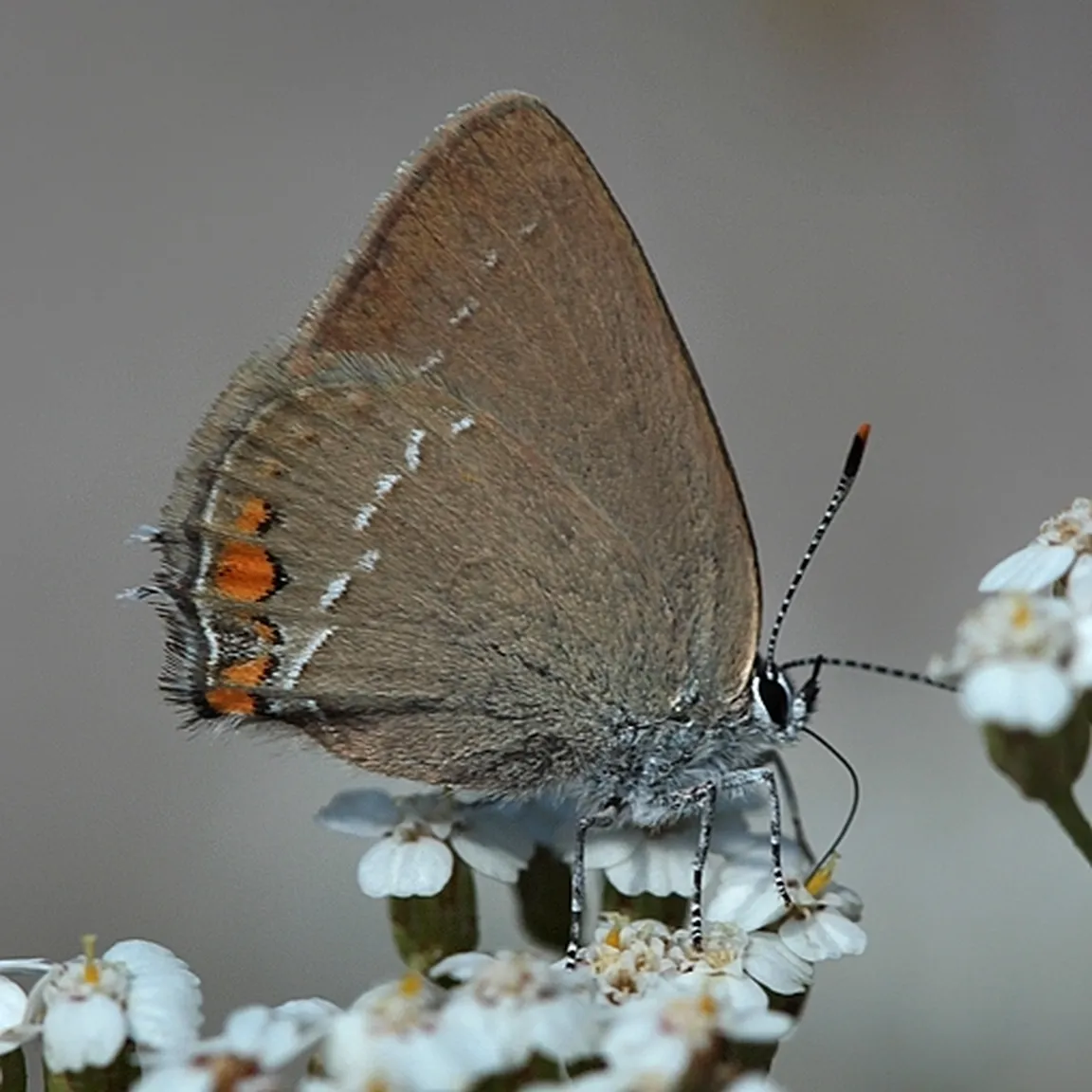 Mali repkar (Satyrium acaciae) se prehranjuje na rmanu.