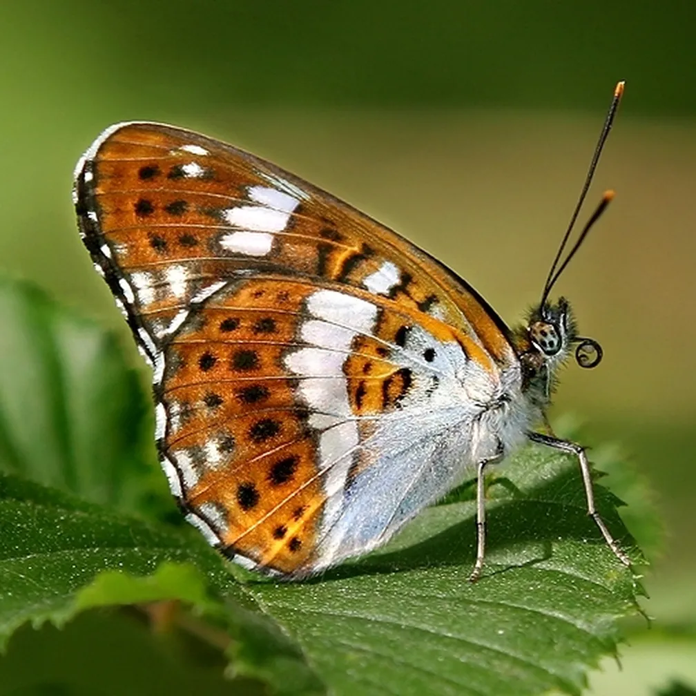 Mali trepetlikar (Limenitis camilla) sedi na listu.