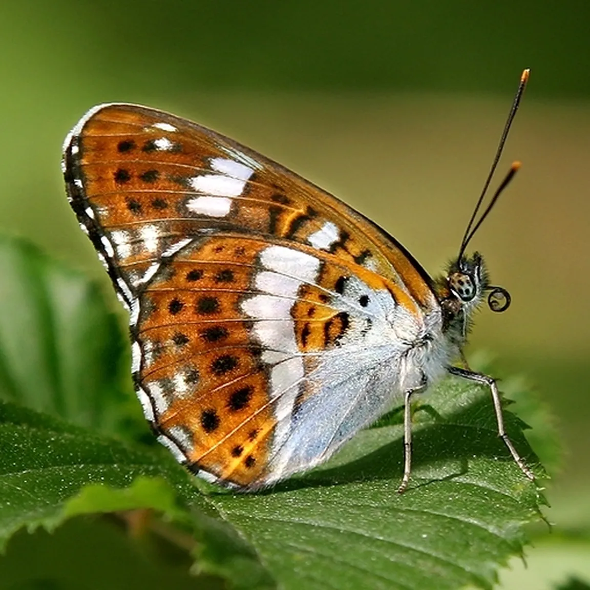 Mali trepetlikar (Limenitis camilla) sedi na listu.