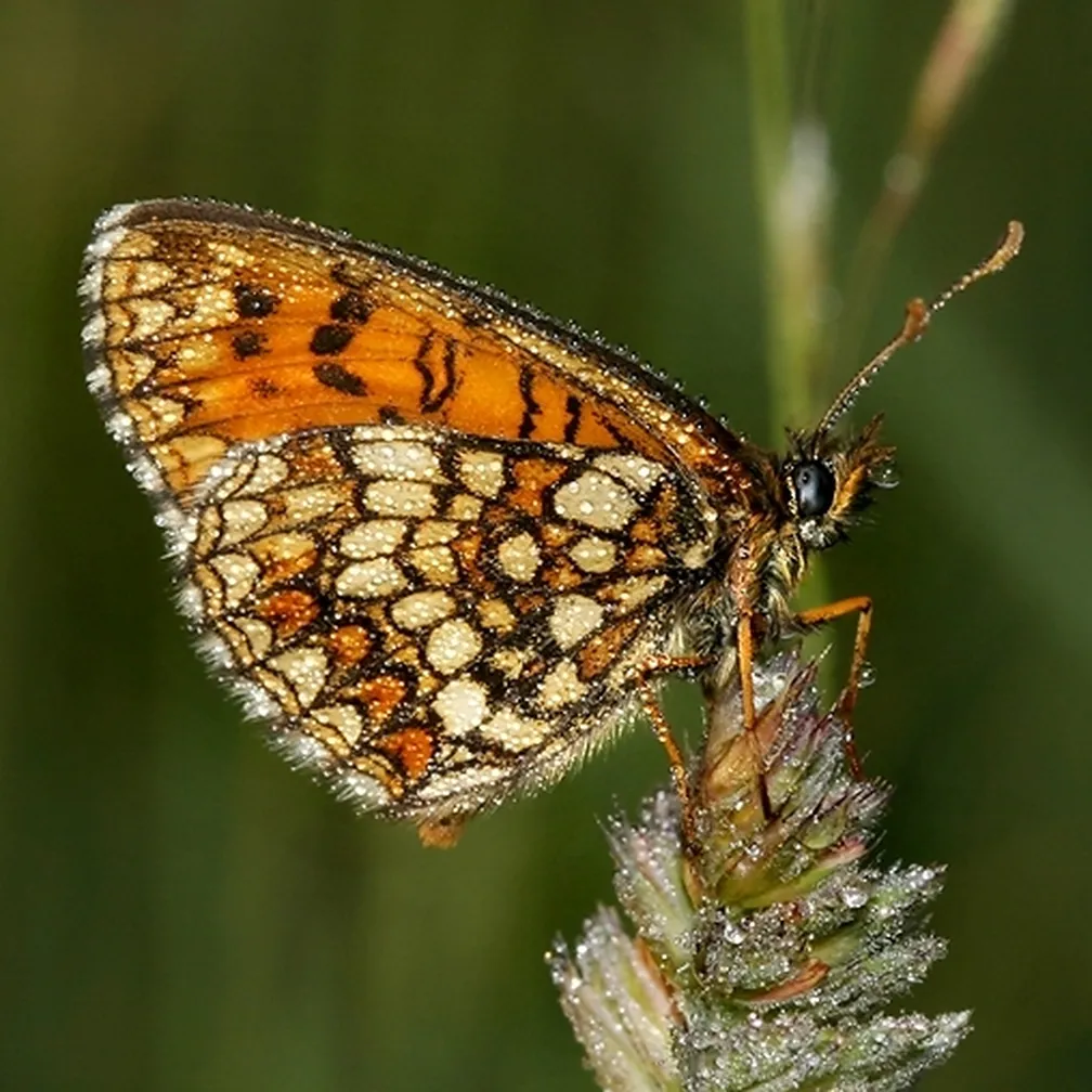 Močvirski pisanček (Melitaea diamina) sedi na travni bilki.