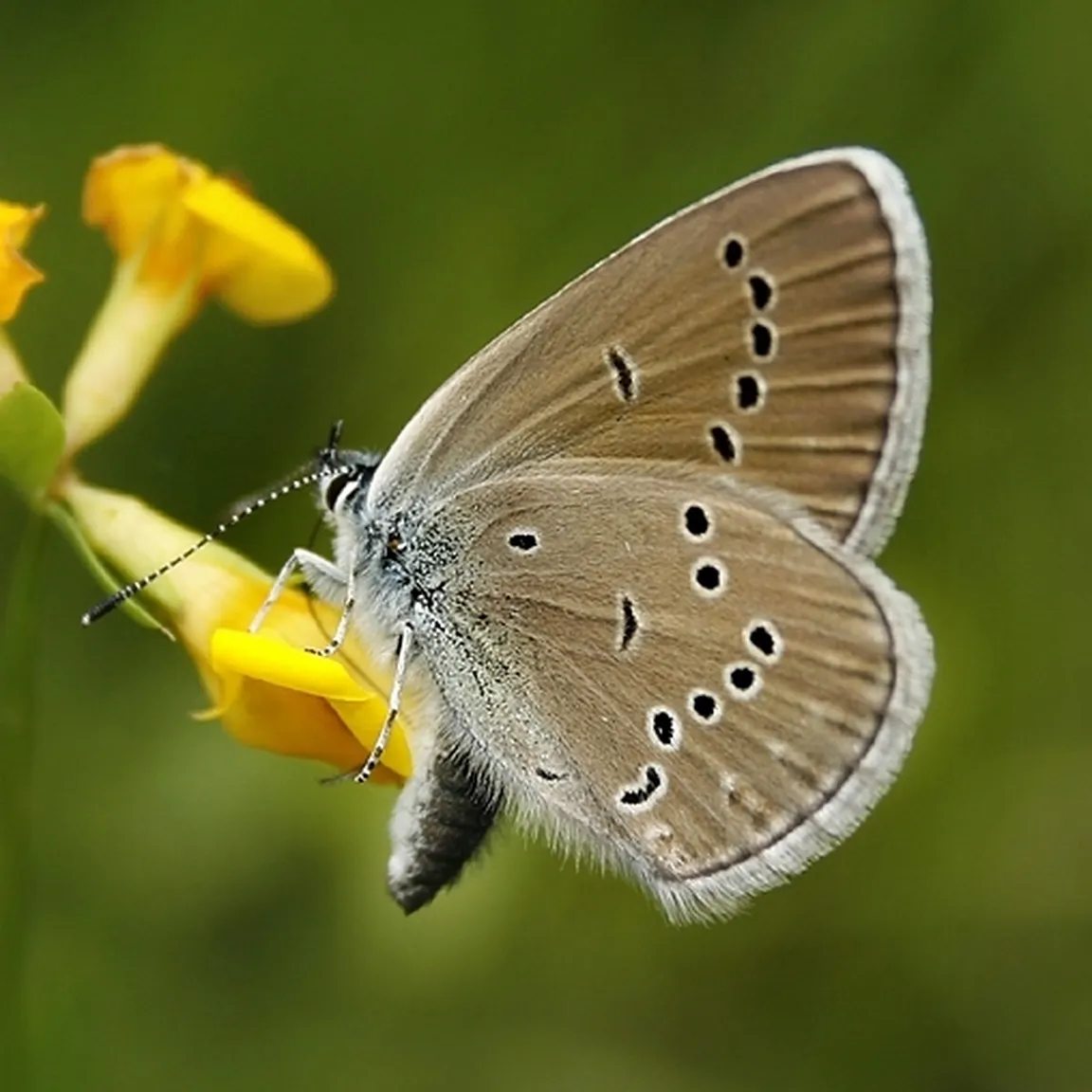 Modri grašičar (Cyaniris semiargus) sedi na rastlini.