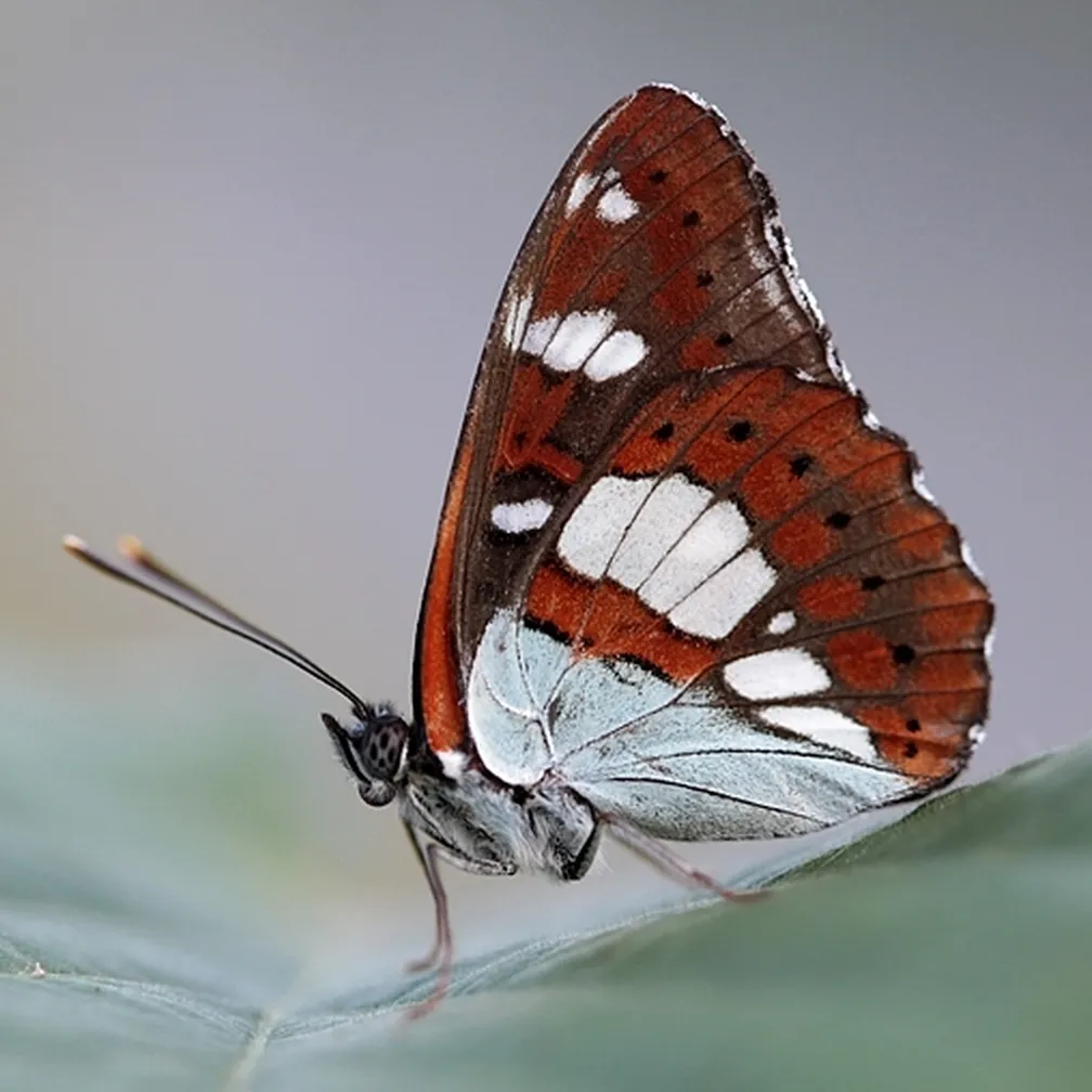 Modri trepetlikar (Limenitis reducta) sedi na listu.