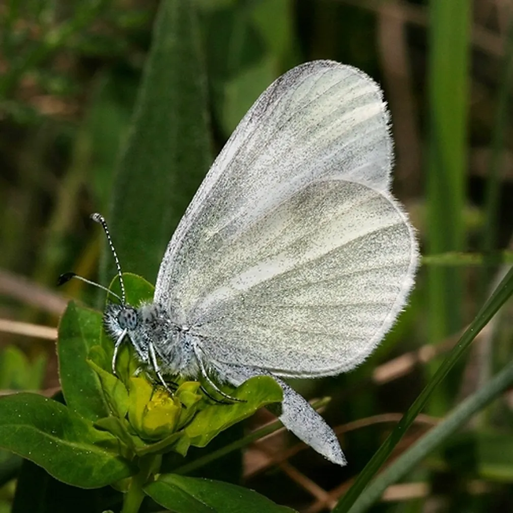 Navadni frfotavček (Leptidea sinapis) na zelenju.