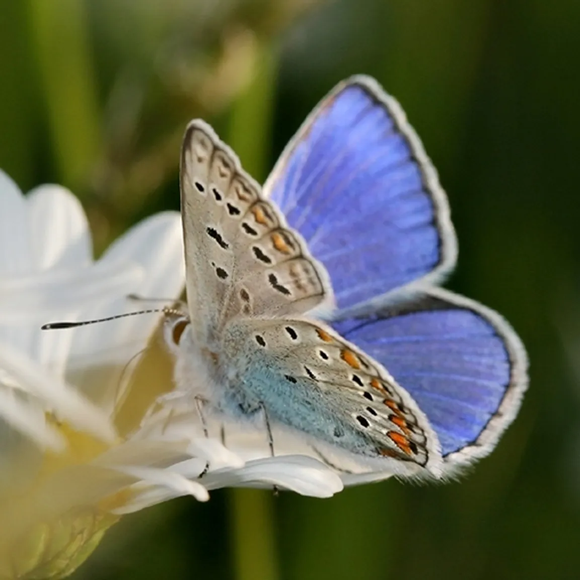 Navadni modrin (Polyommatus icarus) sedi na cvetljici.