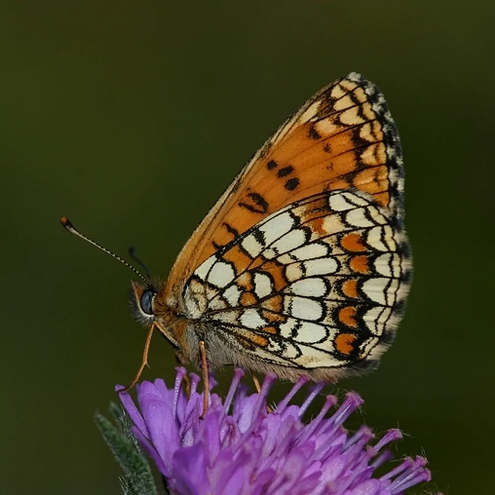 Navadni pisanček (Melitaea athalia) sedi na cvetljici.