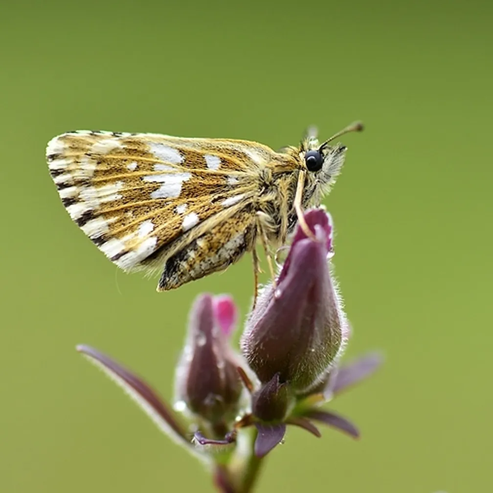 Navadni slezovček (Pyrgus malvae) sedi na vrhu cveta.