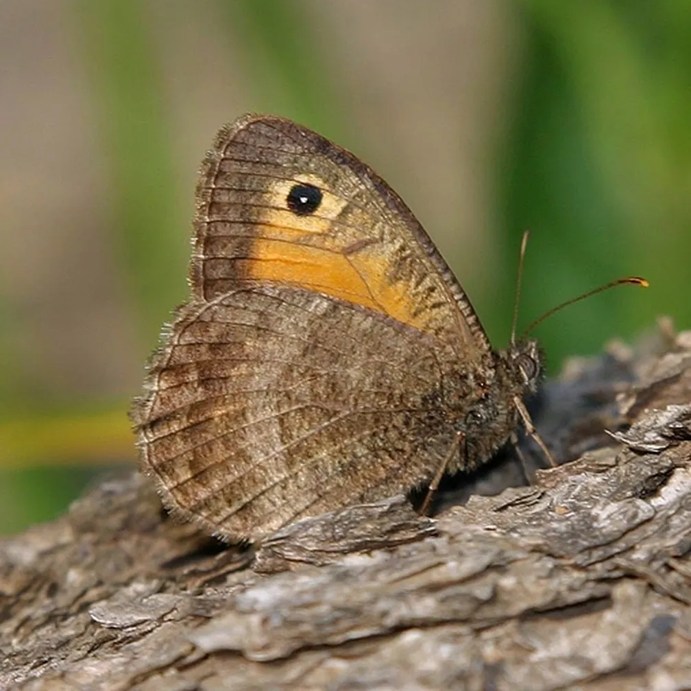 Okrasti košeničar (Arethusana arethusa) sedi na deblu.