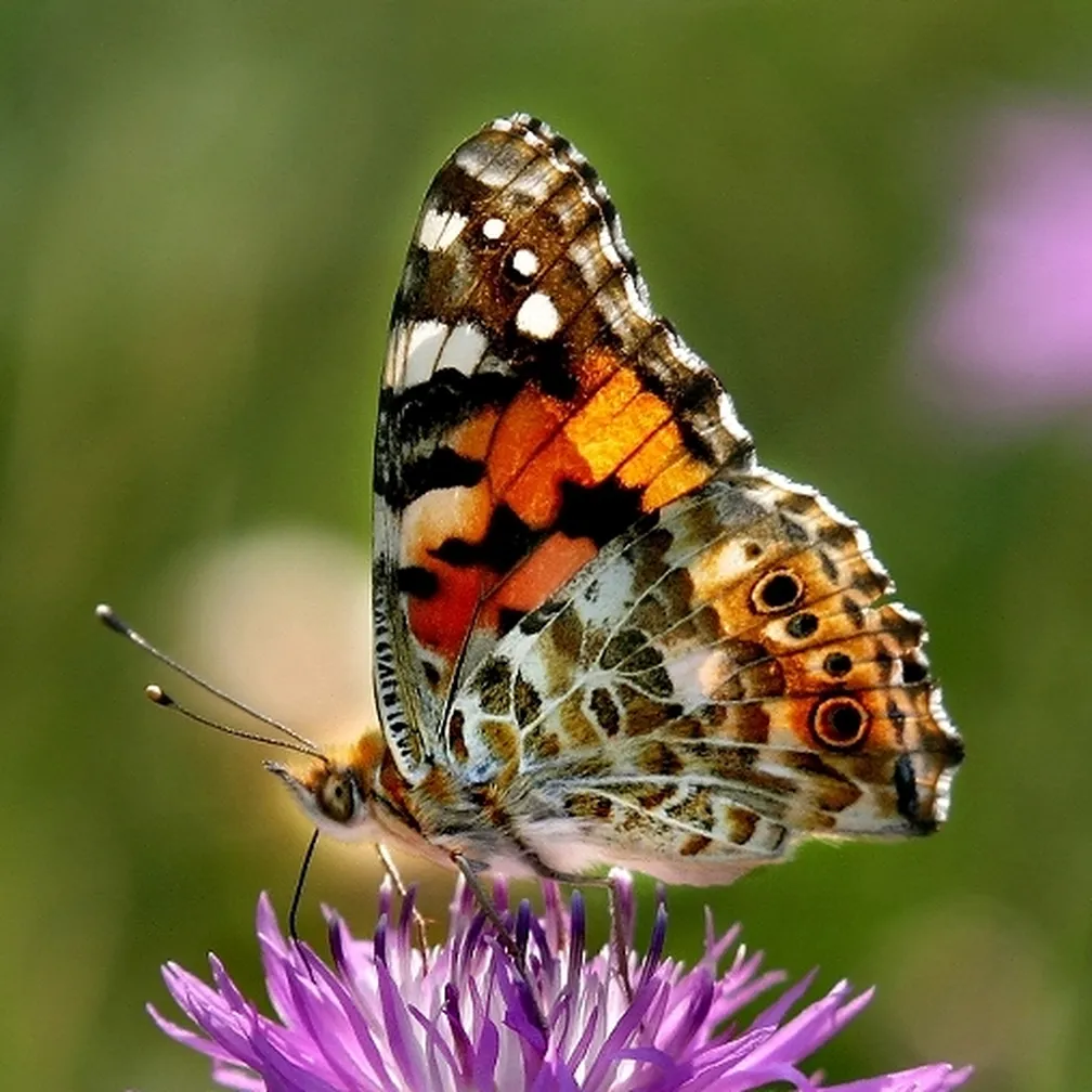 Osatnik (Vanessa cardui), sedi na cvetlici sredi travnika.