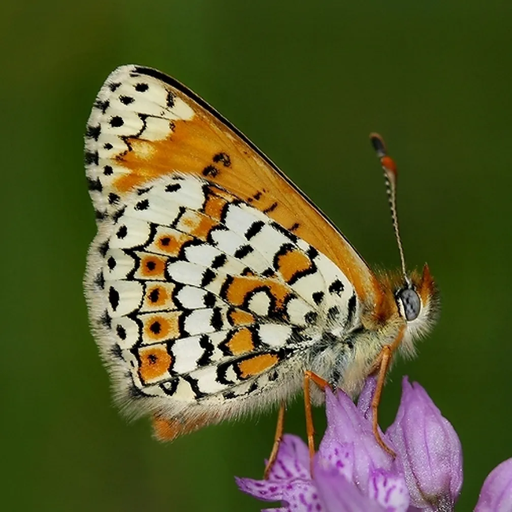 Pikasti pisanček (Melitaea cinxia) sedi na cvetljici na travniku.