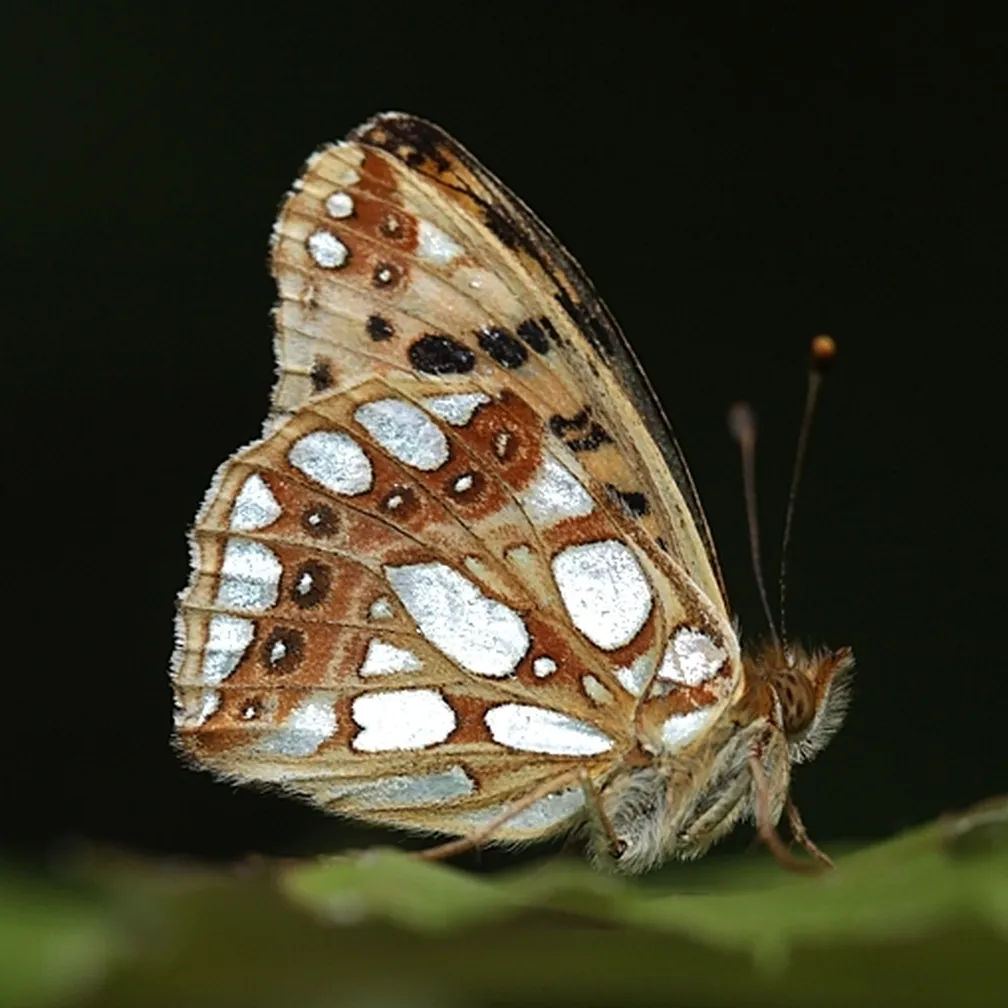 Pisana lesketavka (Issoria lathonia) fotografirana ponoči na listu.