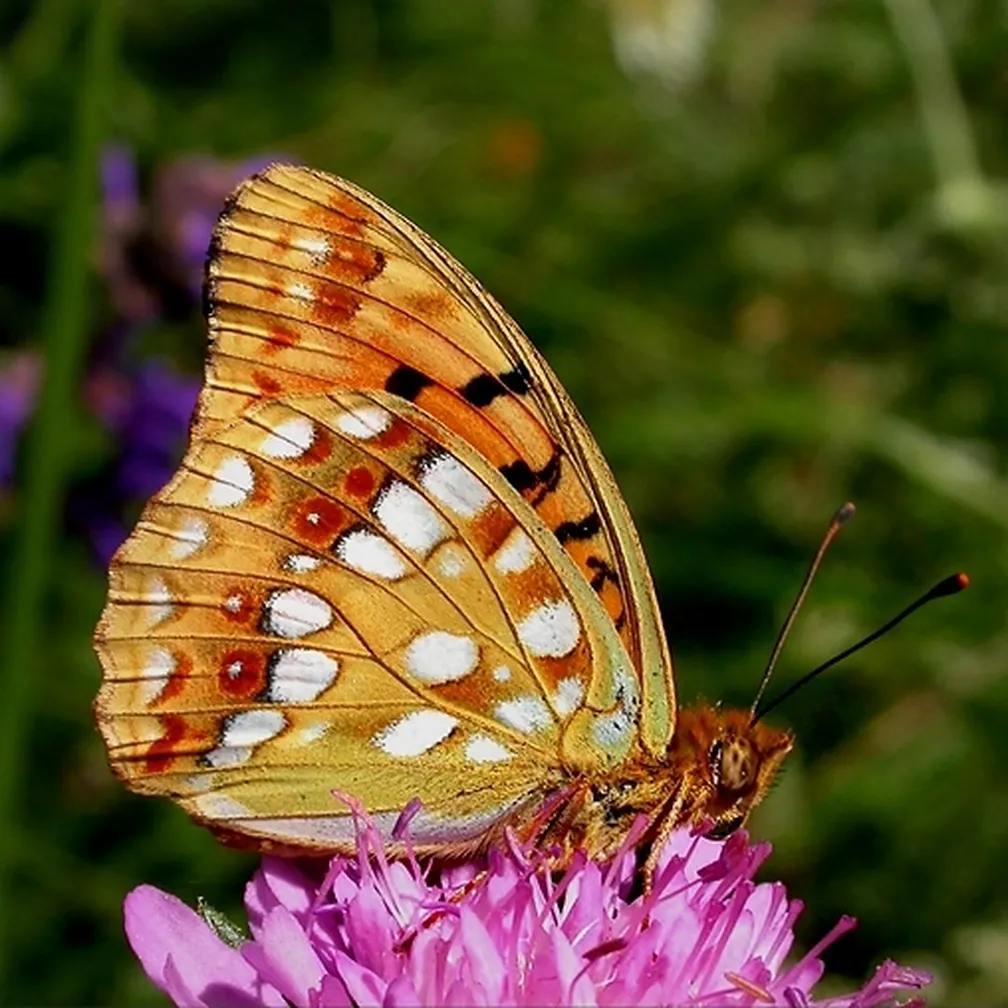 Pisani bisernik (Argynnis adippe) na roza cvetu na travniku.