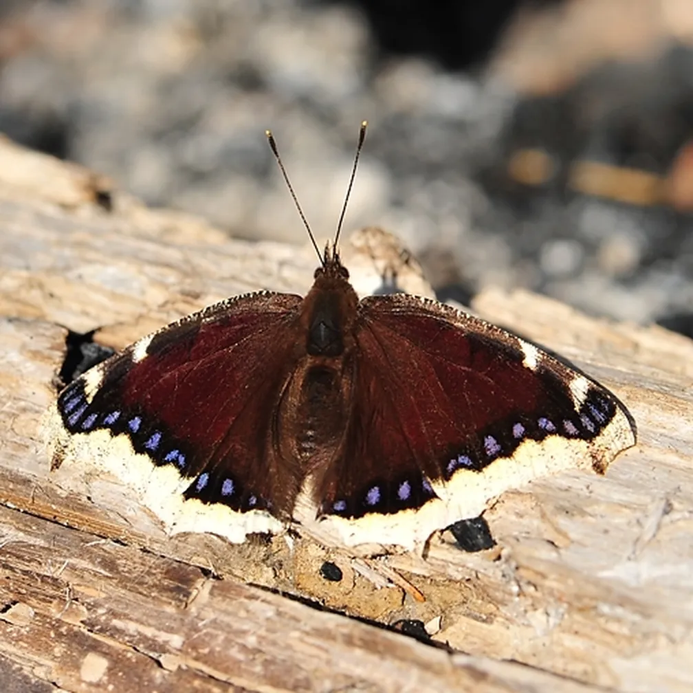 Pogrebec (Nymphalis antiopa) sedi na lesu.
