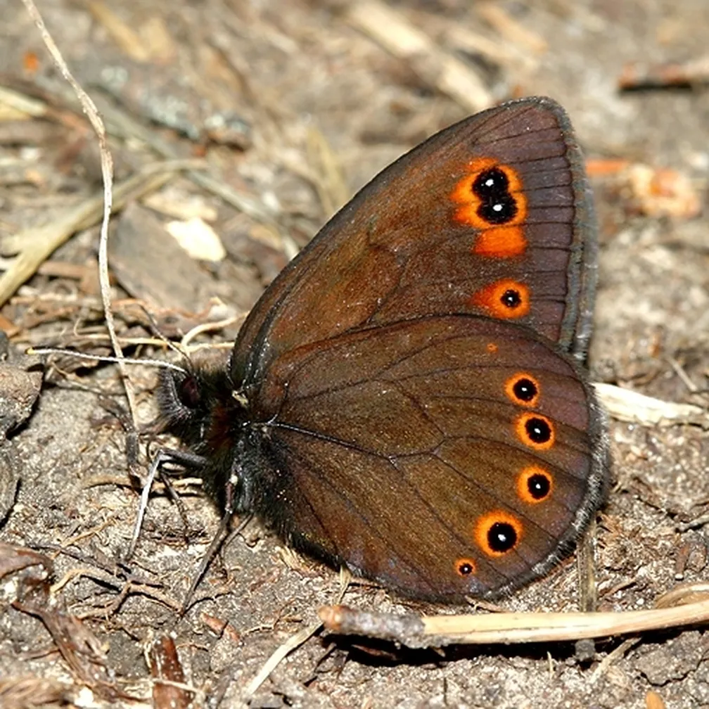 Pomladni rjavček (Erebia medusa) sedi na gozdnih tleh.