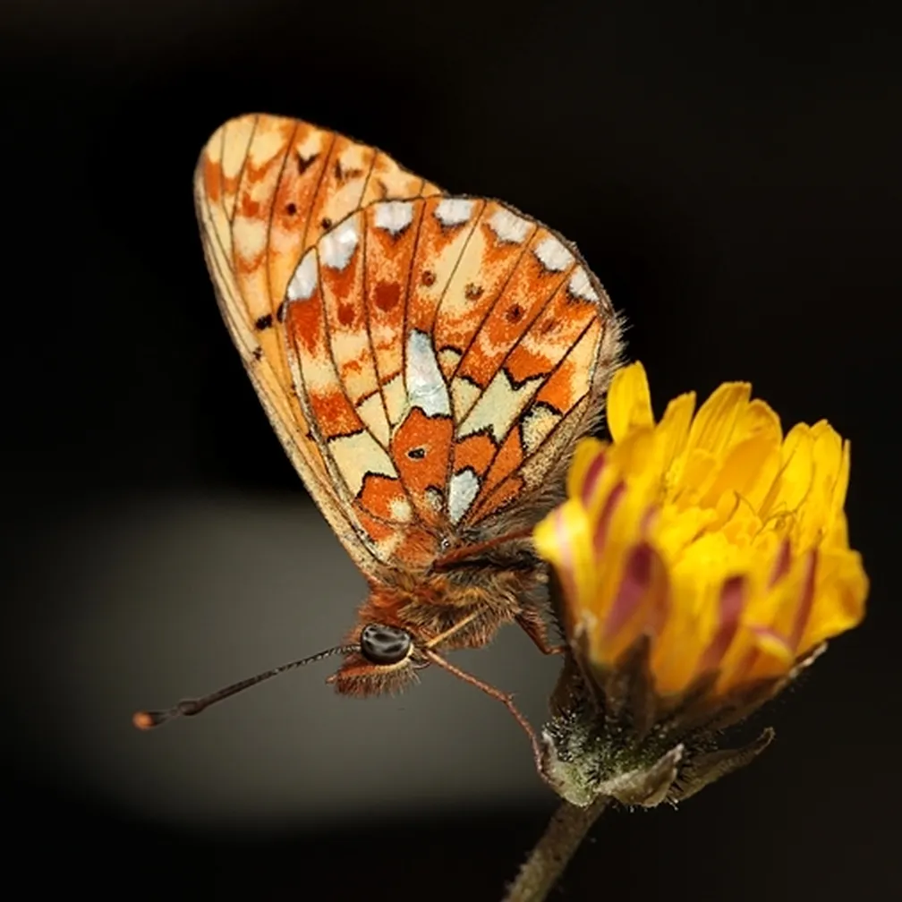 Pomladni tratar (Boloria euphrosyne) sedi na roži.
