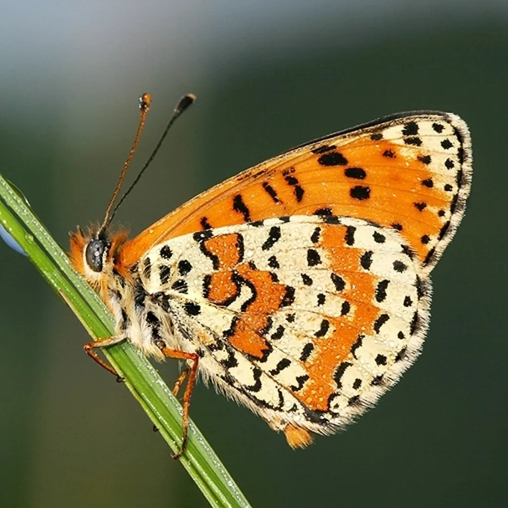Rdeči pisanček (Melitaea didyma) sedi na travni bilki.