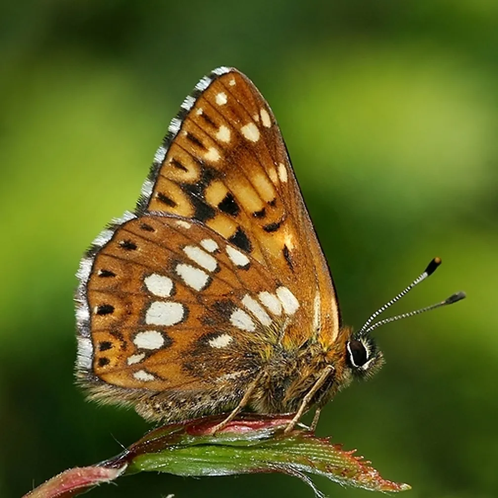 Rjavi šekavček (Hamearis lucina) na cvetlici.