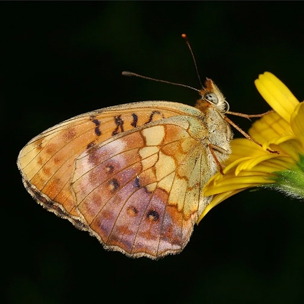 Robidov livadar (Brenthis daphne) sedi na roži.