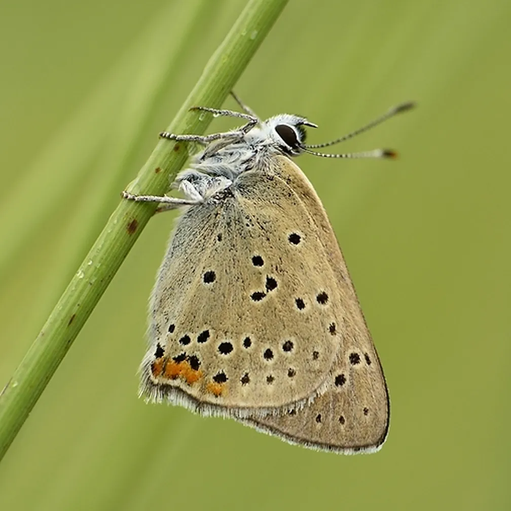 Škrlatni cekinček (Lycaena hippothoe) se gunca na travni bilki.