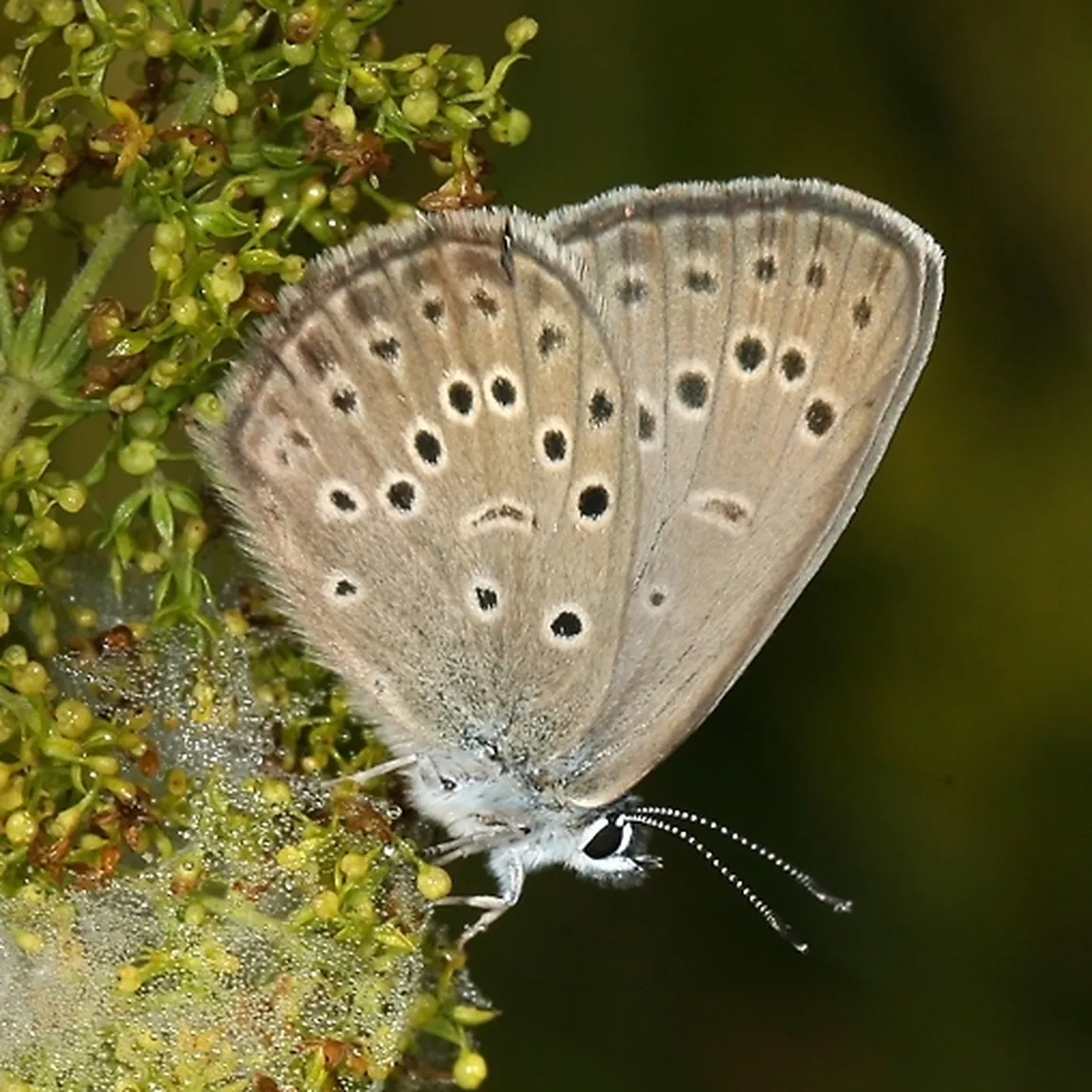 Sviščev mravljiščar (Phengaris alcon) na rastlini.
