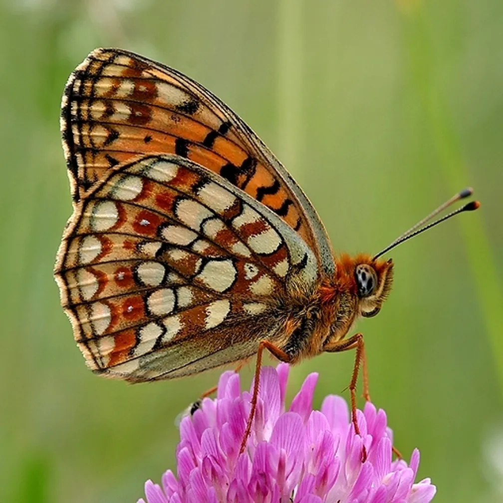 Temni bisernik (Argynnis niobe) na roza roži.
