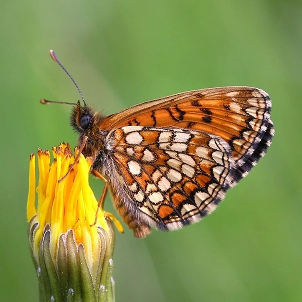 Temni pisanček (Melitaea britomartis) sedi na roži.