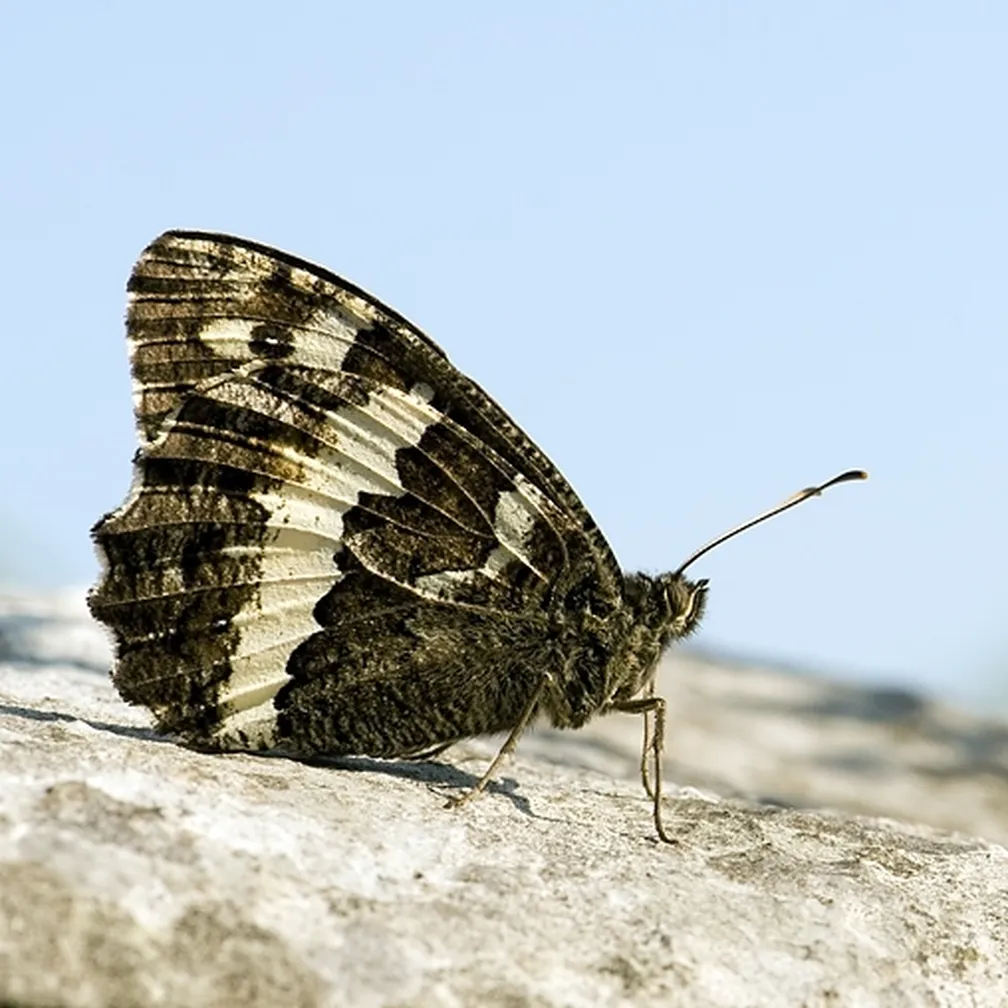 Travnar (Kanetisa circe) sedi na skali.