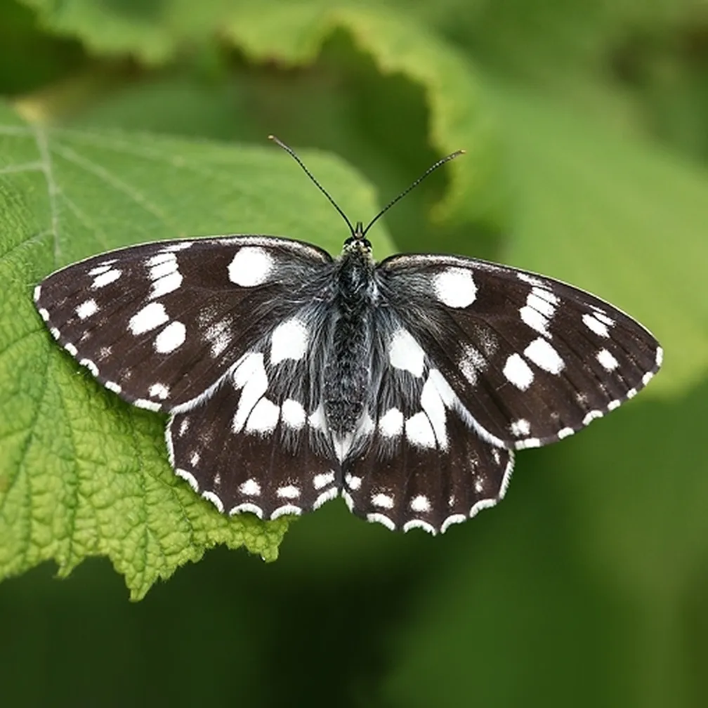 Travniški lisar (Melanargia galathea) sedi na listu.