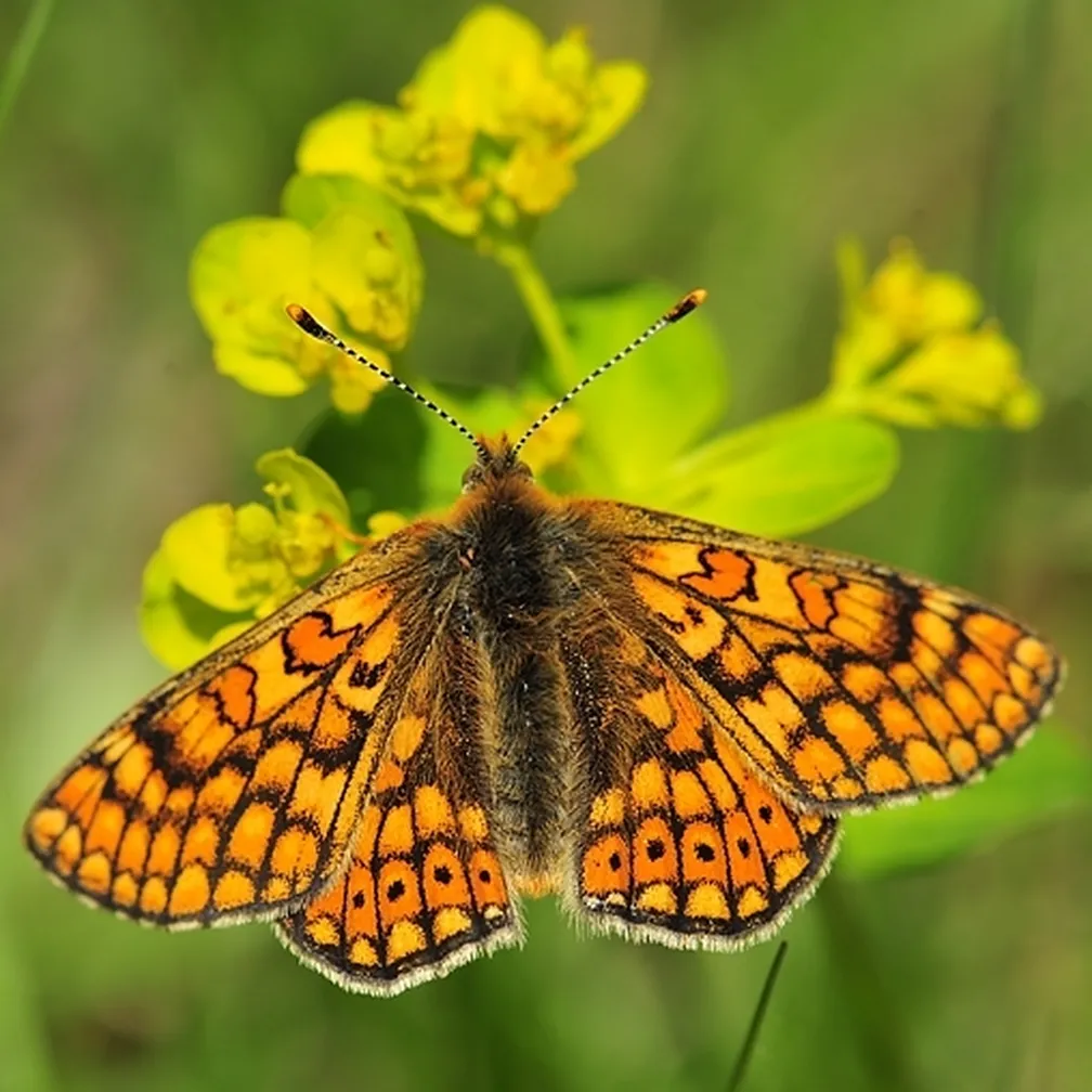 Travniški postavnež (Euphydryas aurinia) sedi na cvetljici.