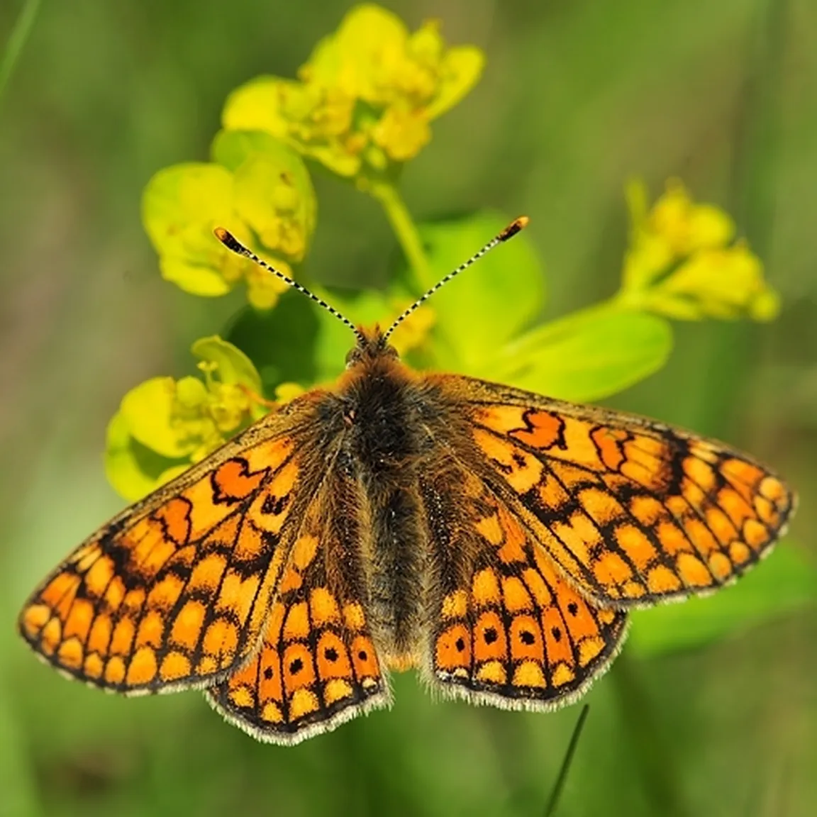 Travniški postavnež (Euphydryas aurinia) sedi na cvetljici.