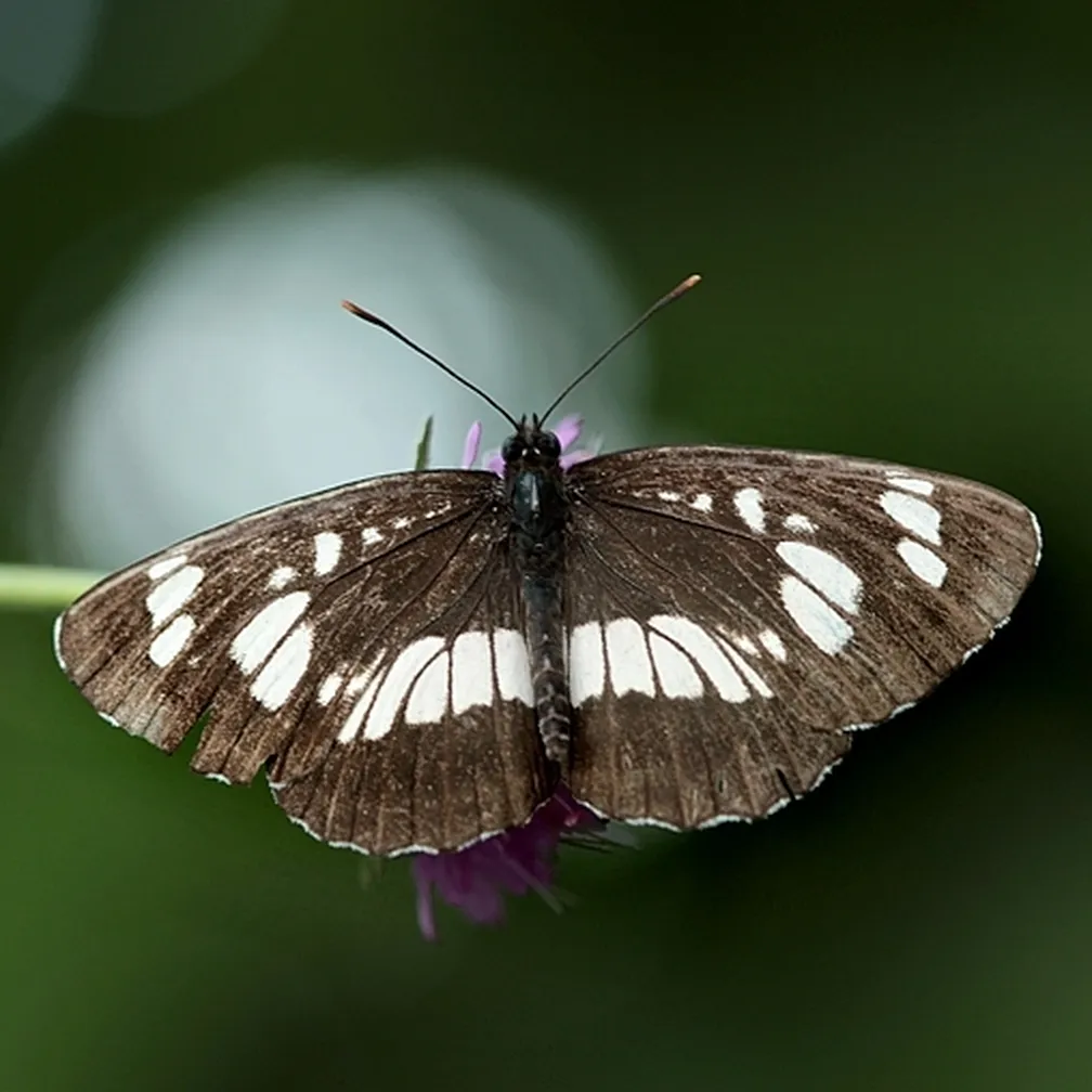 Veliki kresničar (Neptis rivularis) sedi na travni bilki.