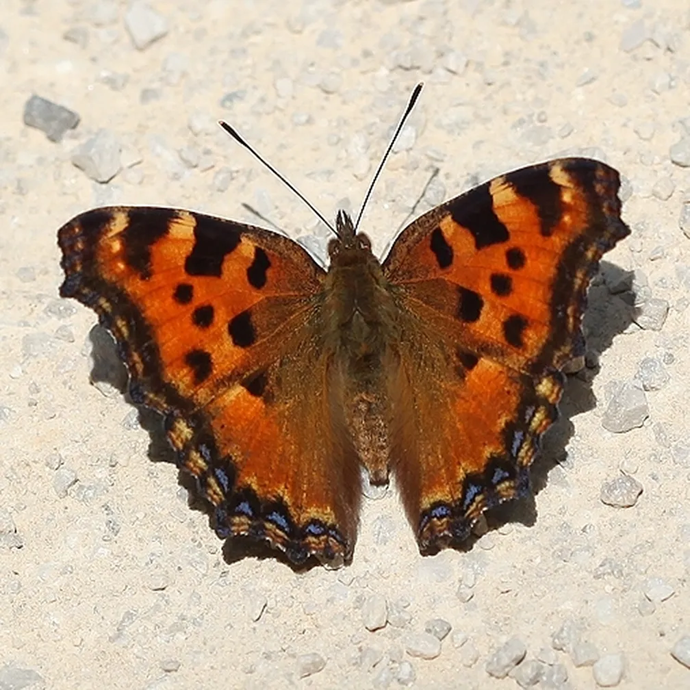 Veliki lepotec (Nymphalis polychloros) sedi ma kamnitih tleh.