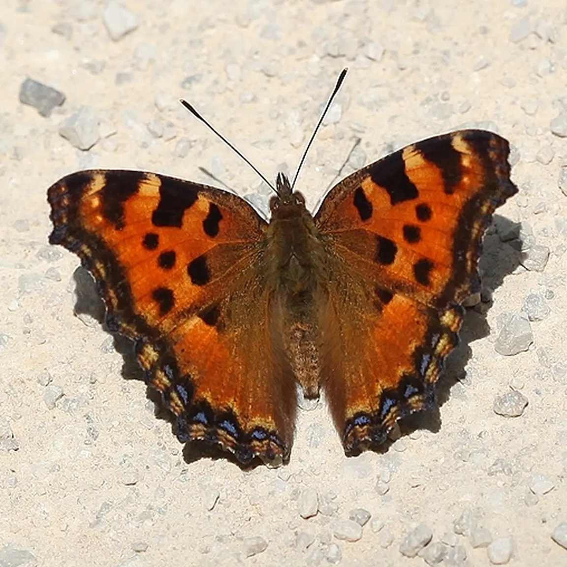 Veliki lepotec (Nymphalis polychloros) sedi ma kamnitih tleh.