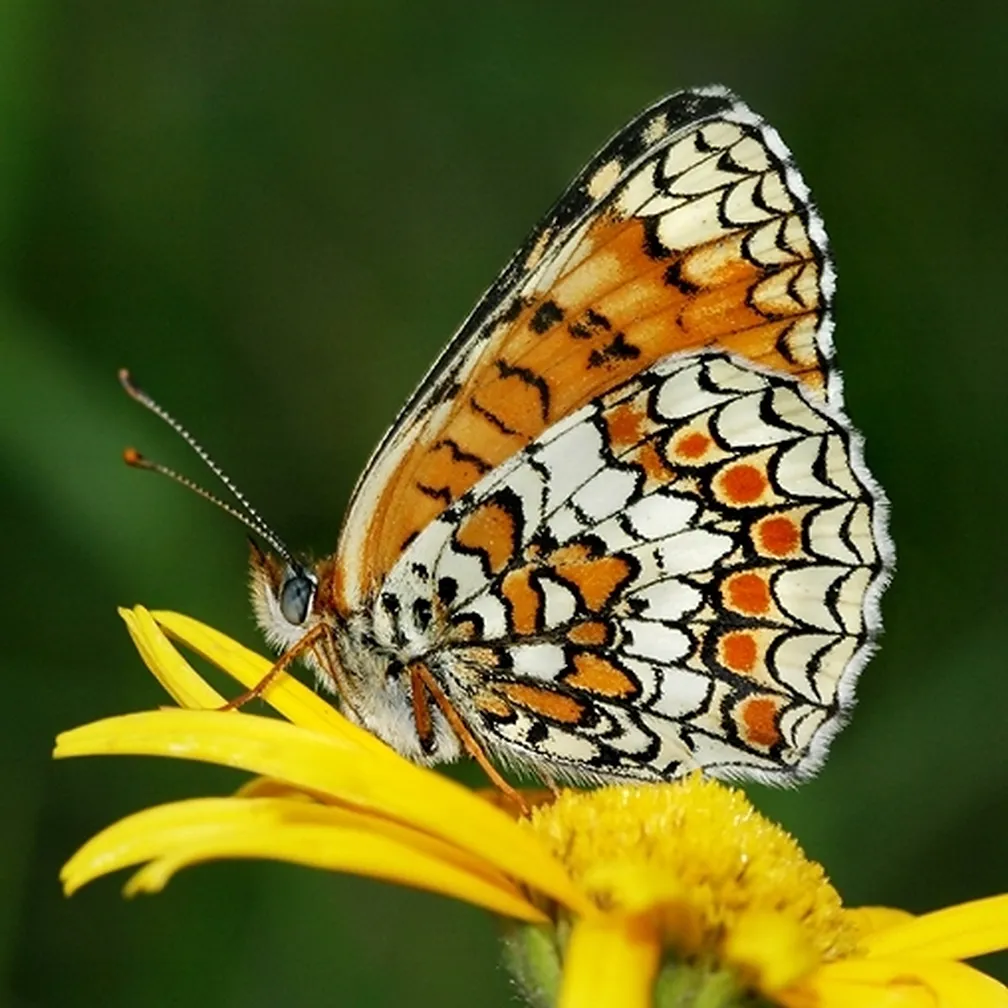 Veliki pisanček (Melitaea phoebe) sedi na cvetljici na travniku.
