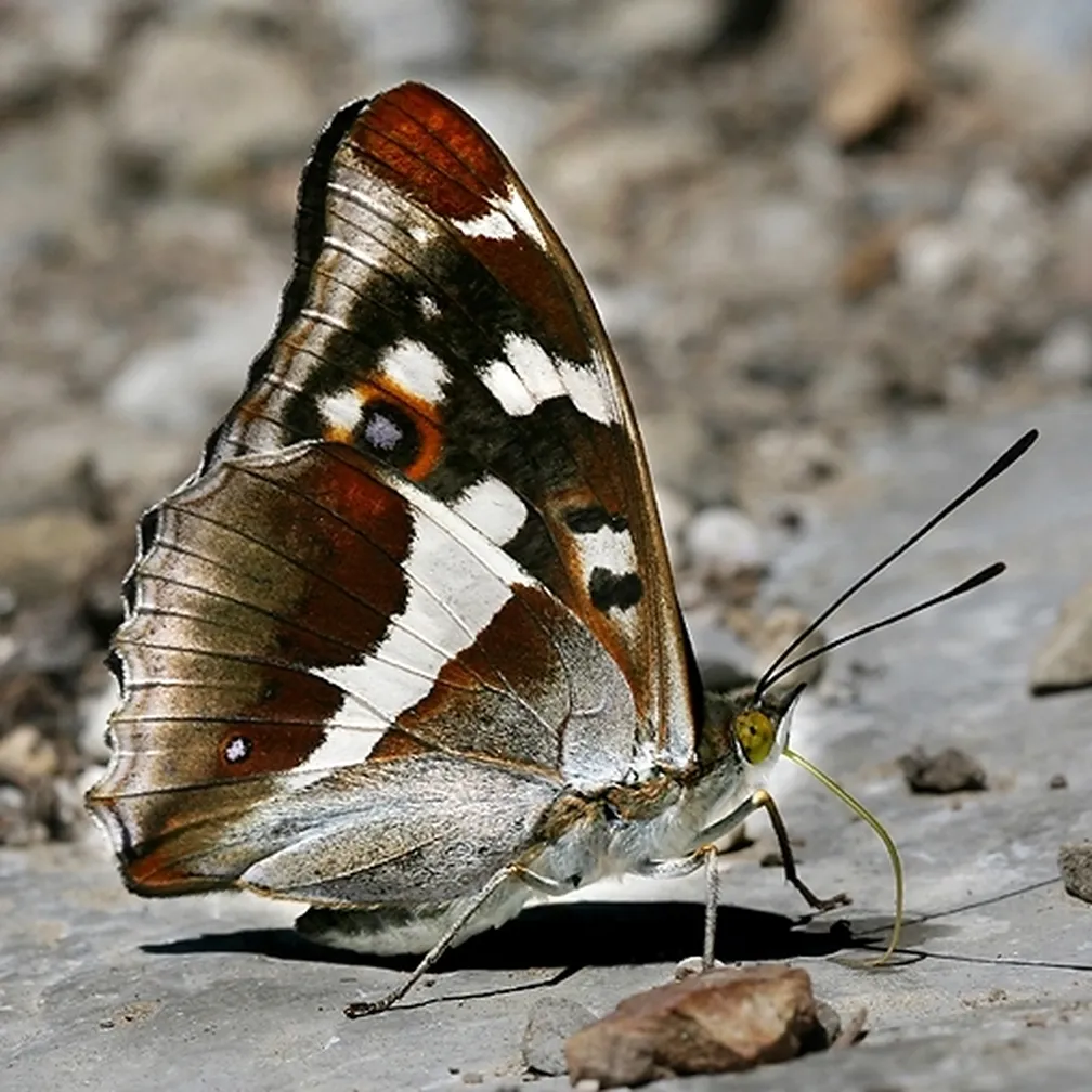 Veliki spreminjavček (Apatura iris) sedi na skali.