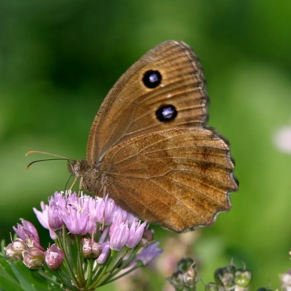 Zametni modrook (Minois dryas) sedi na cvetljici.