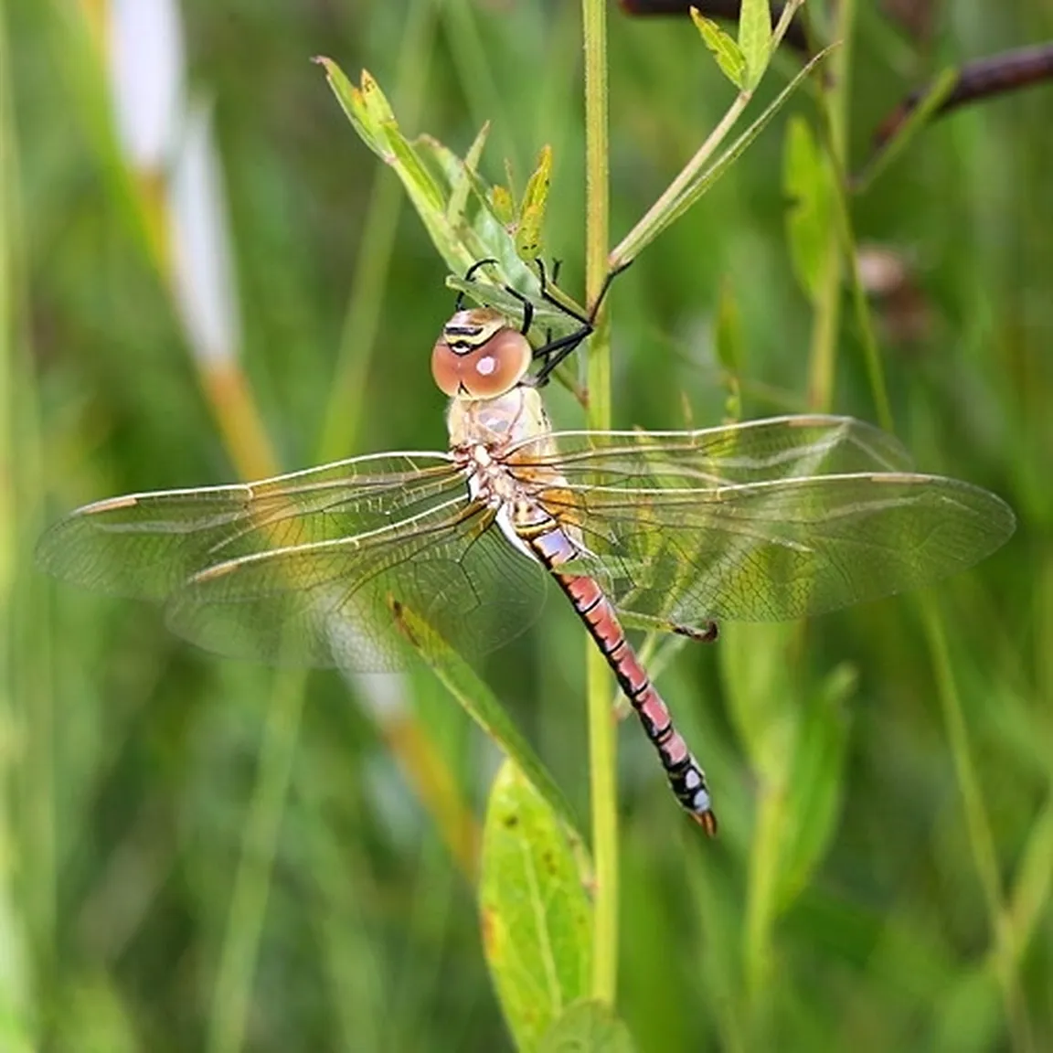 Afriški minljivec (Anax ephippiger) z rjavimi in rumenimi očimi, z rožnato rjavim zadekom s črnim pasom vzdolž hrbta in modrim 'sedlom' opazuje travnato bilko na kateri sedi.