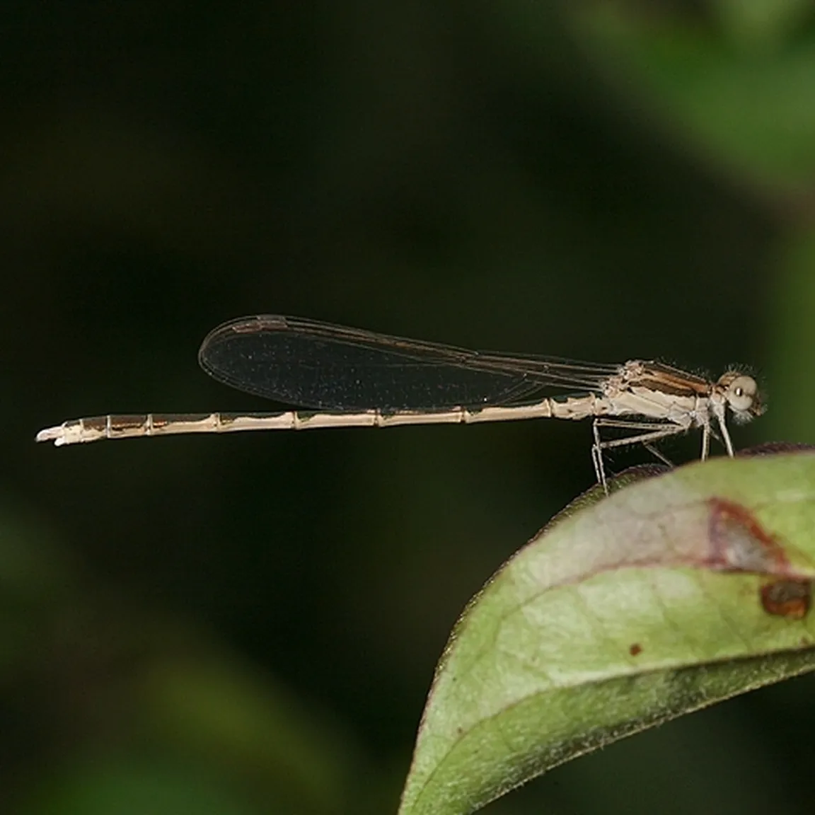 Prisojni zimnik (Sympecma fusca) počiva na zelenem listu.