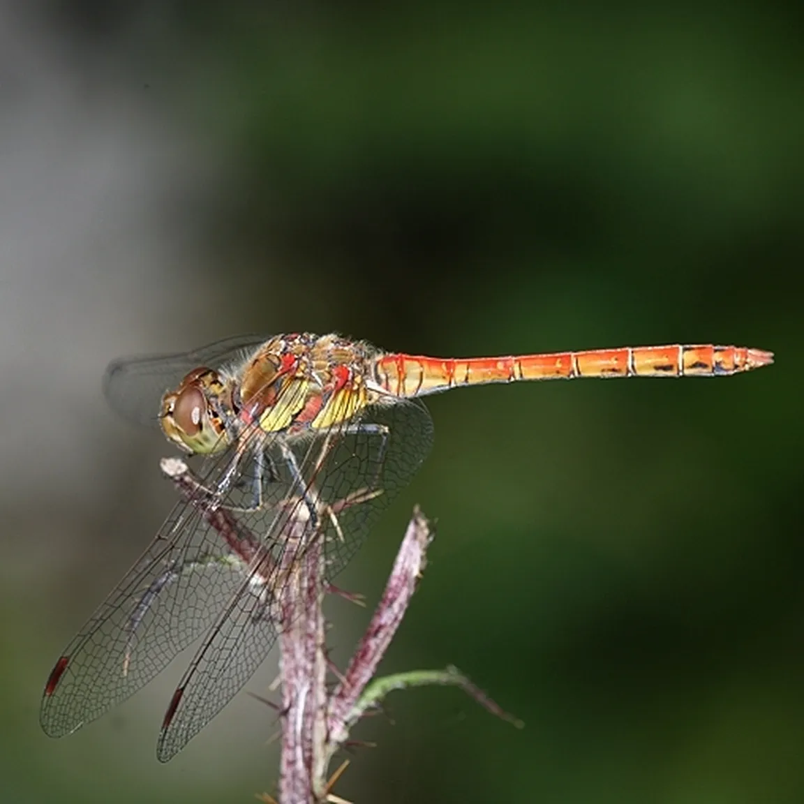 Progasti kamenjak (Sympetrum striolatum) na vrhu stebla, kjer so vidna izraziti, široki rumeni progi na strani oprsja.